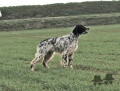 Setter Anglais CYCLONE DU BARALAN Setter Anglais CYCLONE DU BARALAN